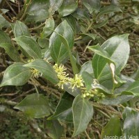 Sarcococca coriacea (Hook.) Sweet